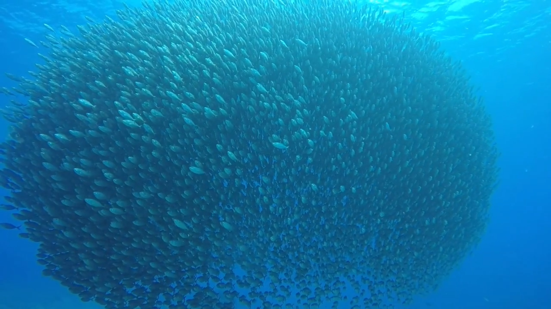 Sardine BlueCall