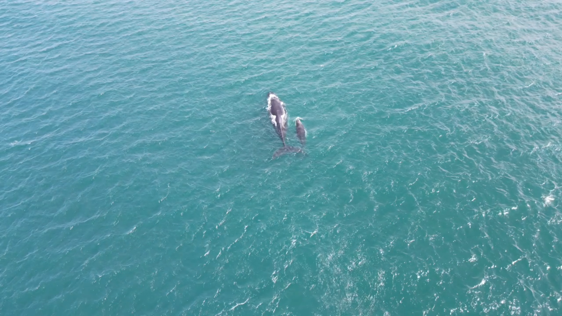 Whale BlueCall