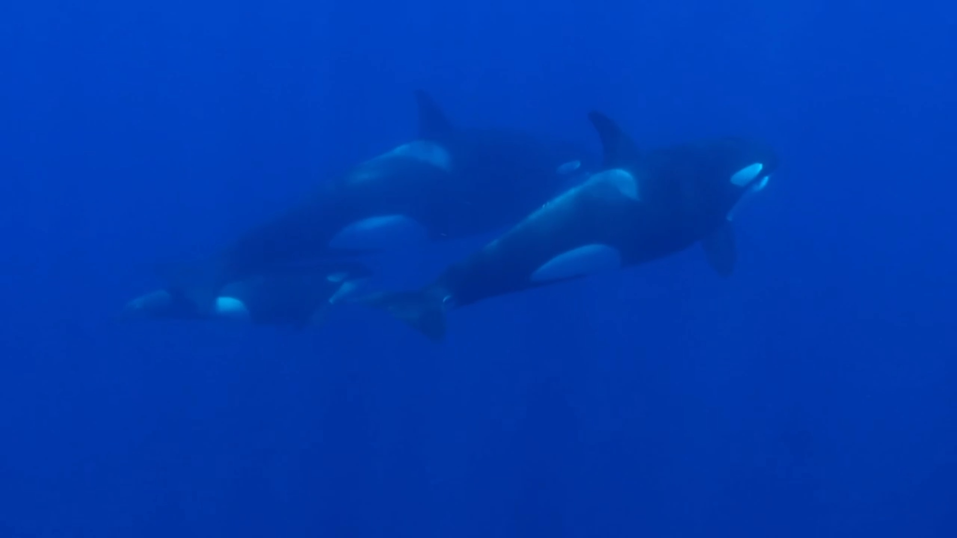 BlueCall Orca